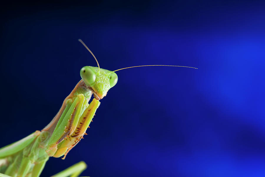 Praying Mantis Portrait Photograph by Imv