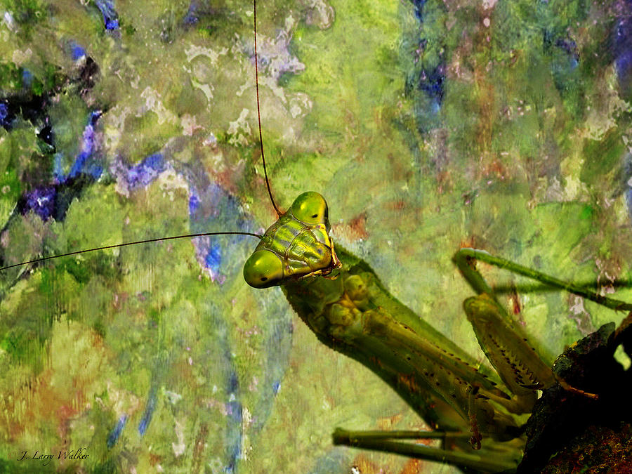 Praying Mantis Praying For Me Digital Art by J Larry Walker