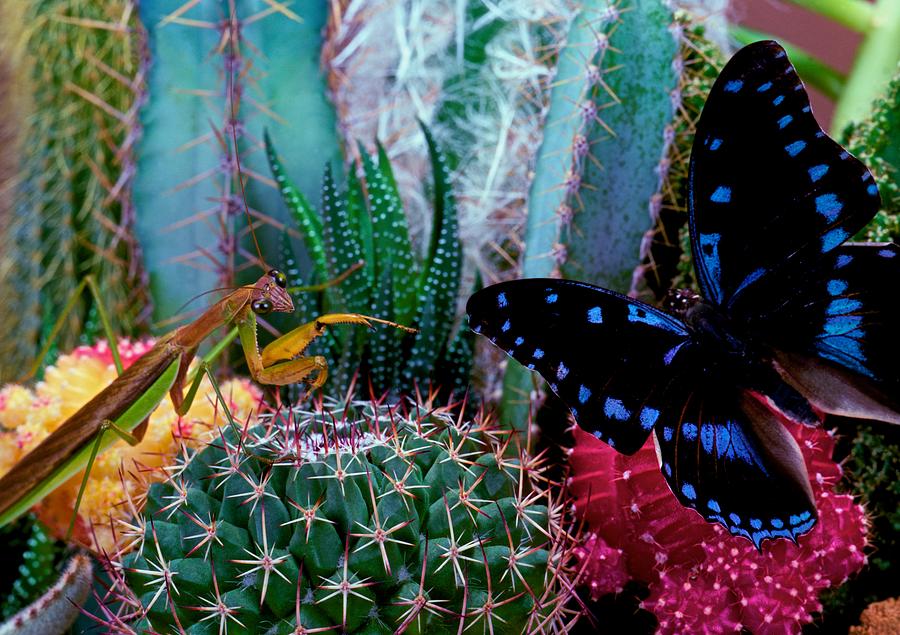 Flower Photograph - Praying Mantis  Predator and Prey by Leslie Crotty