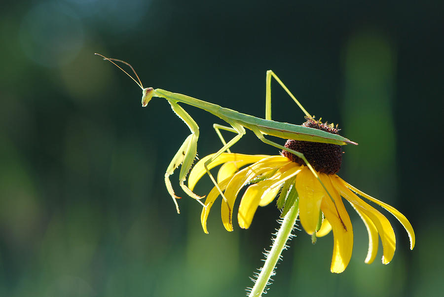 Praying Mantis by Pristine Images Praying Mantis by Pristine Images