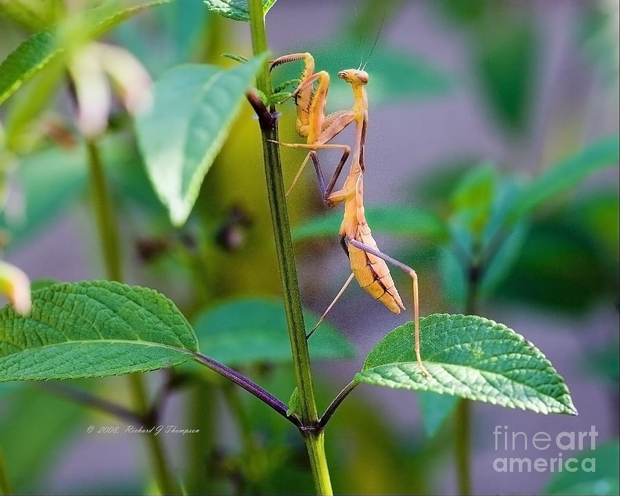 Praying Mantis Photograph by Richard J Thompson 