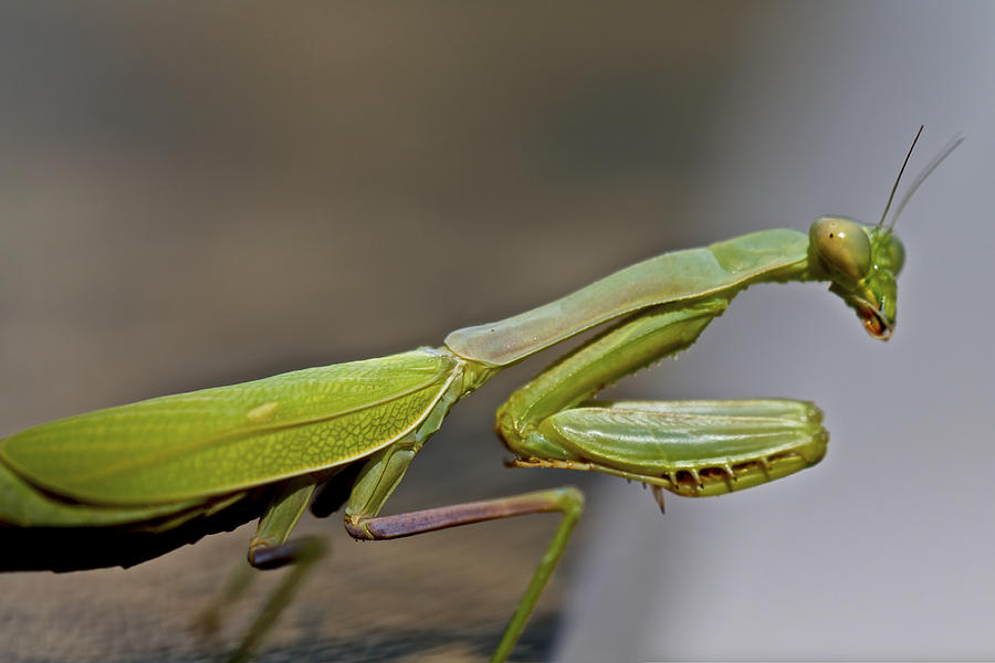 Praying Mantis Photograph by SC Heffner