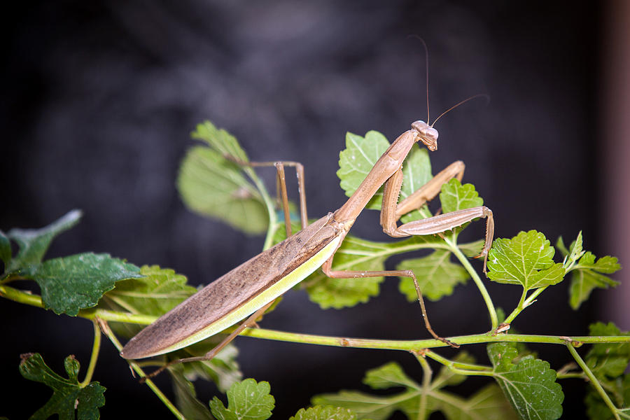Praying Mantis Photograph by Sennie Pierson