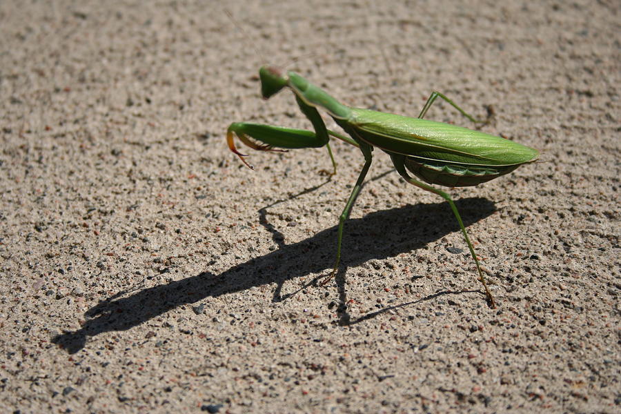 Praying Mantis Photograph - Praying Mantis by Stephanie  Kriza