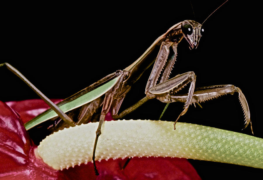 Flower Photograph - Praying Mantis Taking A Walk On The Anthurium Flower by Leslie Crotty