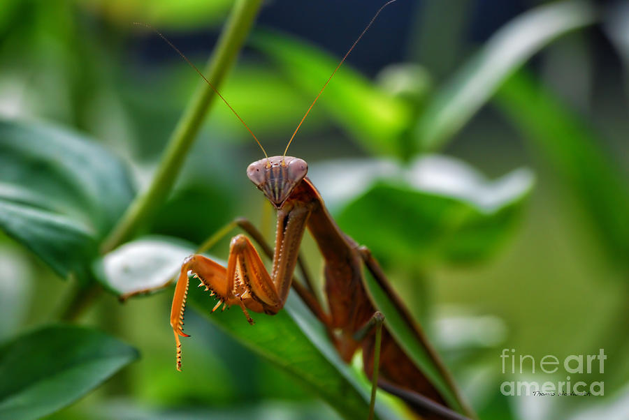 Praying Mantis Photograph by Thomas Woolworth