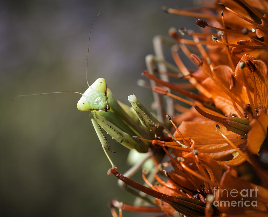 Praying Mantis Photograph by Timothy Hacker