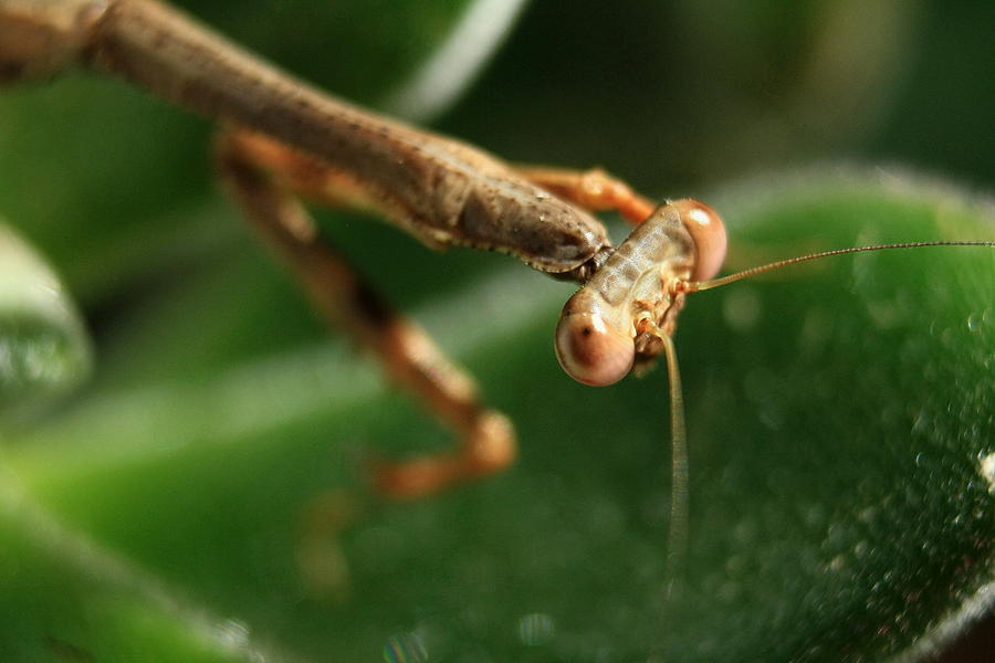 Nature Photograph - Praying Mantis Upclose by Charles Shedd