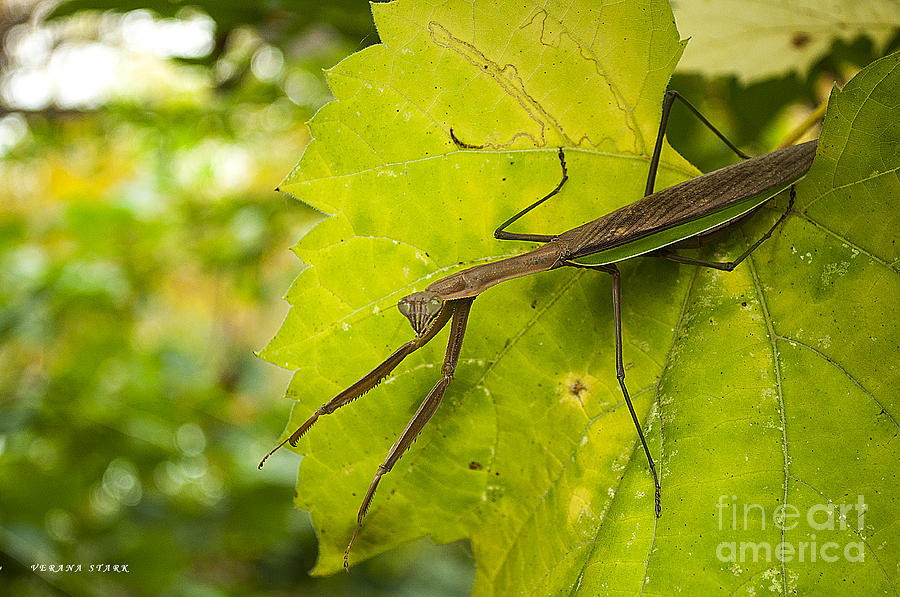 Praying Mantis  Photograph by Verana Stark