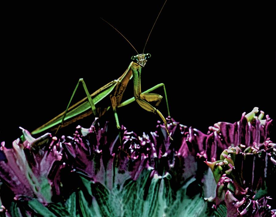 Praying Mantis Walking On Cactus Plant Looking At Me