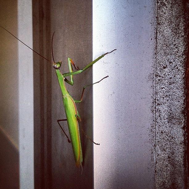 Insects Photograph - Praying Mantis, Why Helloooooo! by Kelly Diamond