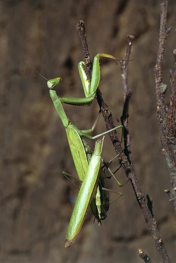 Praying Mantises Mating Photograph by Perennou Nuridsany