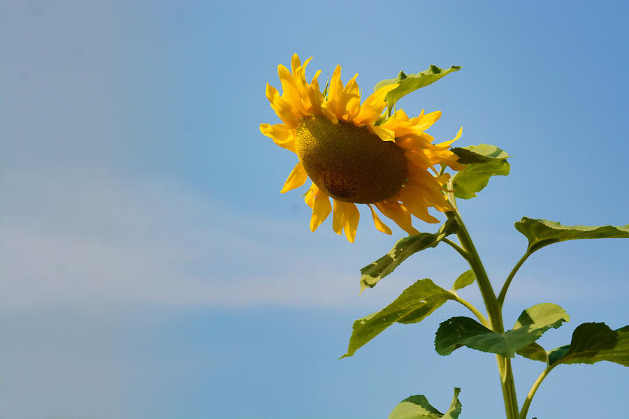 Praying Sunflower Photograph by Nancy De Flon