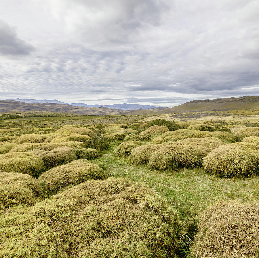Pre-andean Shrub Land Photograph by David Madison