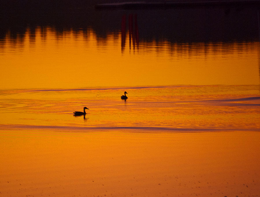 Geese Photograph - Pre Dawn Light by Ron Roberts