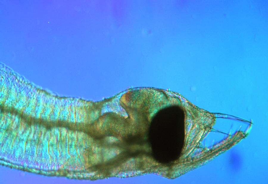 Pre-leptocephalus Larva Of The Japanese Glass Eel Photograph By 