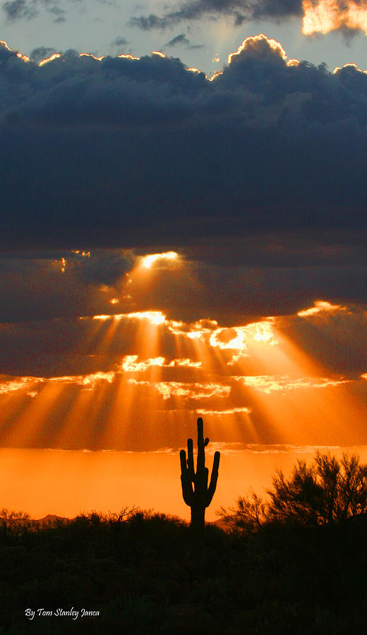 Pre Sunset Sky With Saguaro Photograph by Tom Janca