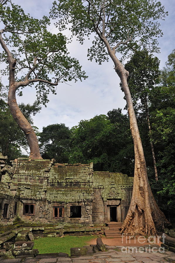 Tree Photograph - Preah KhanTemple at Angkor Wat by Sami Sarkis