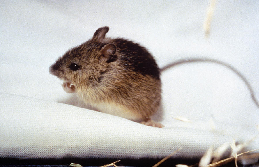 Prebles Meadow Jumping Mouse Photograph by USFWS/Science Source