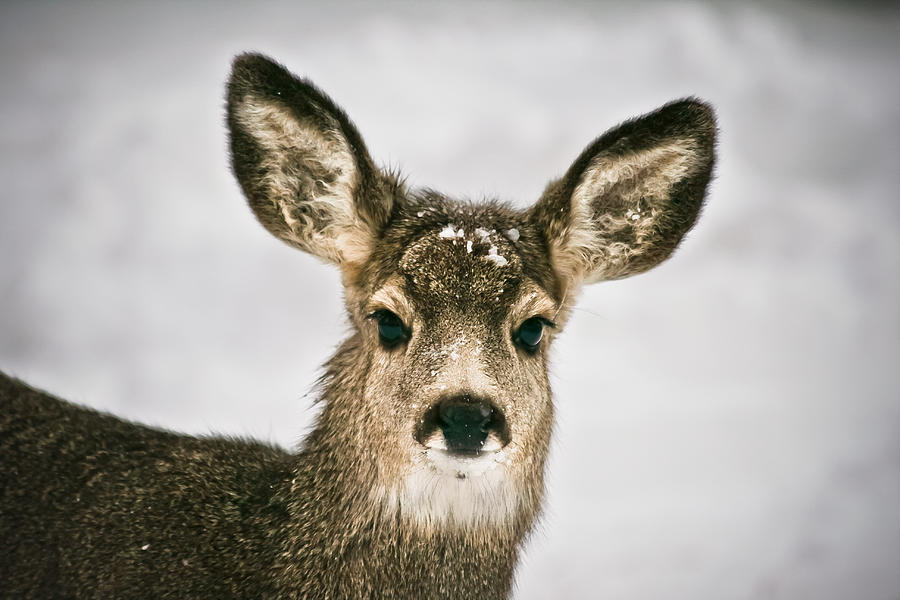 Precious - Mule Deer Fawn - Casper Mountain - Casper Wyoming Photograph by Diane Mintle