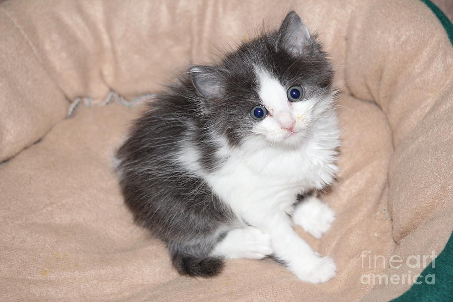 Cat Photograph - Precious Kitten by Michelle Powell