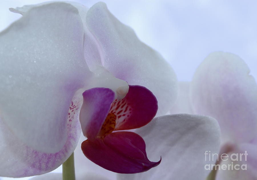 Orchid Photograph - Precious Memories by Krissy Katsimbras