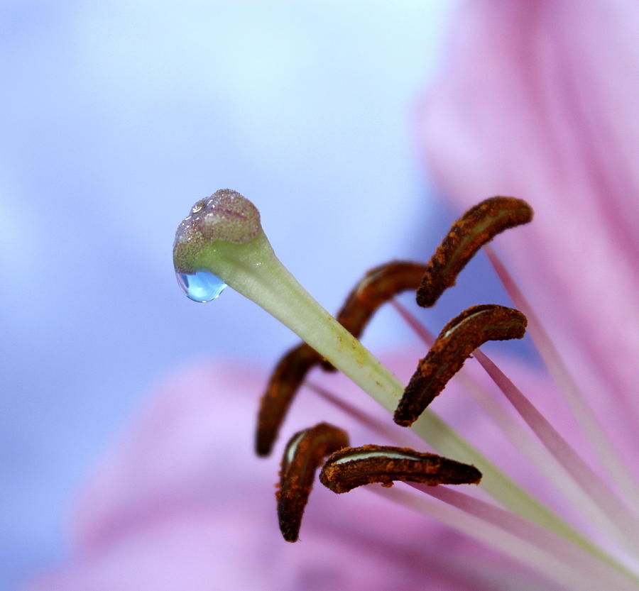 Lily Photograph - Precious Nature by Krissy Katsimbras