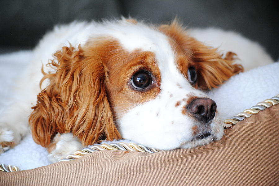 Precious Pup Photograph by Katrina Dimond