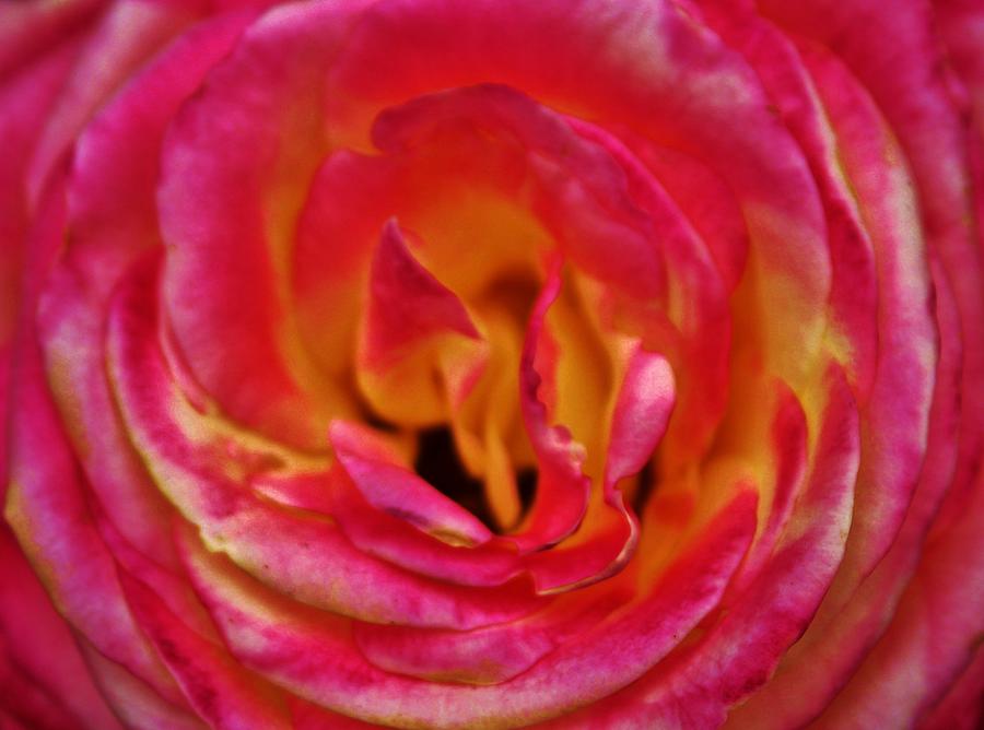 Rose Photograph - Precious Rose by Cynthia Guinn