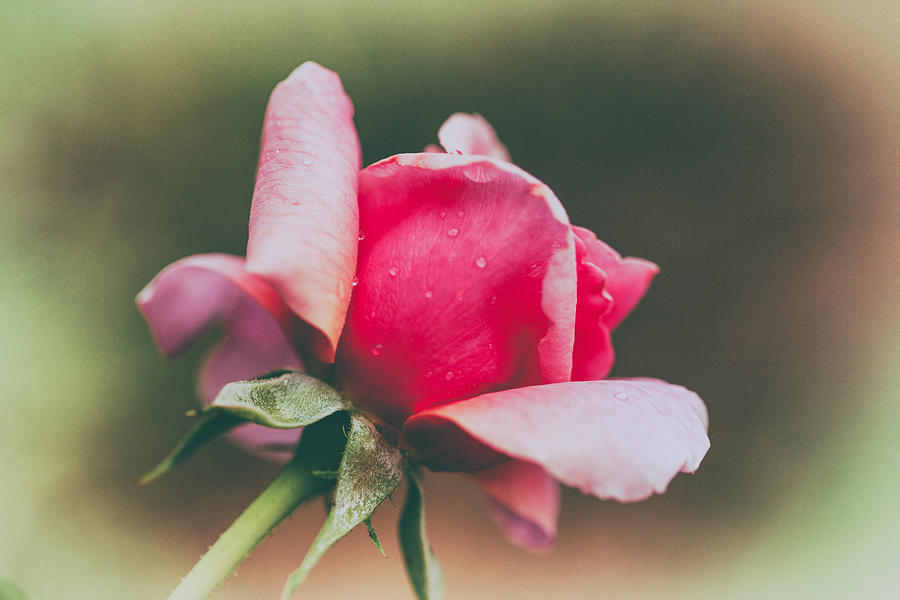 Precious Rose Photograph by Karol Livote