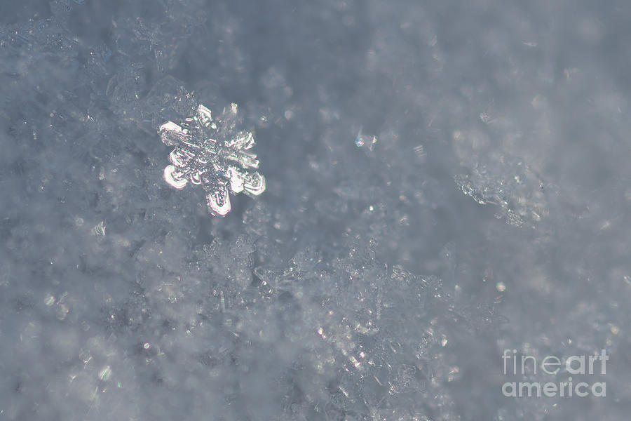 Precious Snowflake Photograph by Sarah Schroder