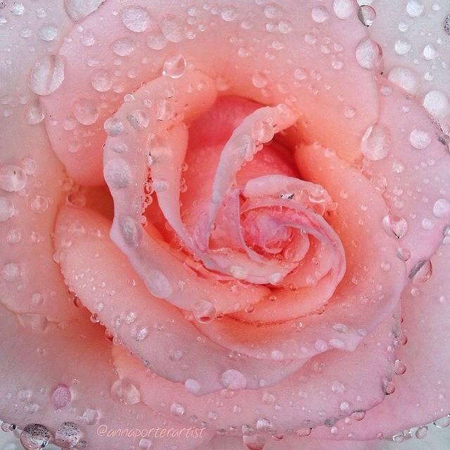 Garden Styles Photograph - Precious Tears, Pink Rose And Raindrops by Anna Porter