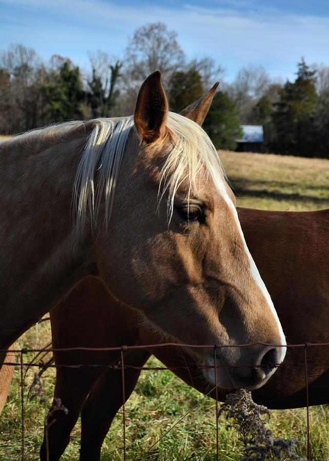 Horse Photograph - Precious the Palomino - 51008321d by Paul Lyndon Phillips