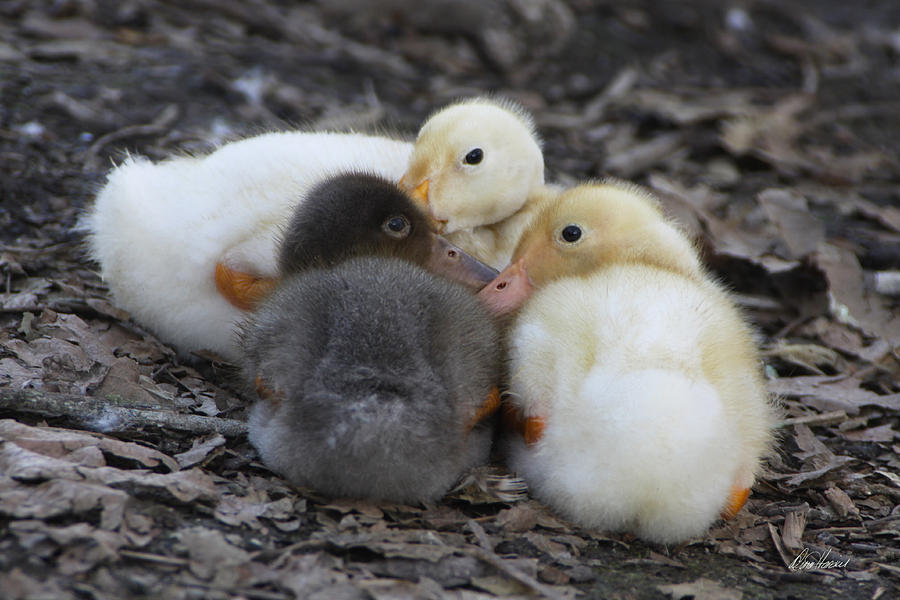 Precious Trio of Baby Ducks Photograph by Diana Haronis