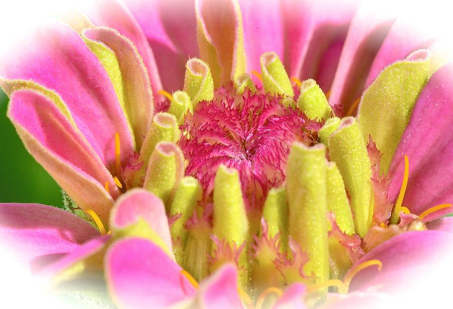 Floral Photograph - Preciously Pink by Christine Belt