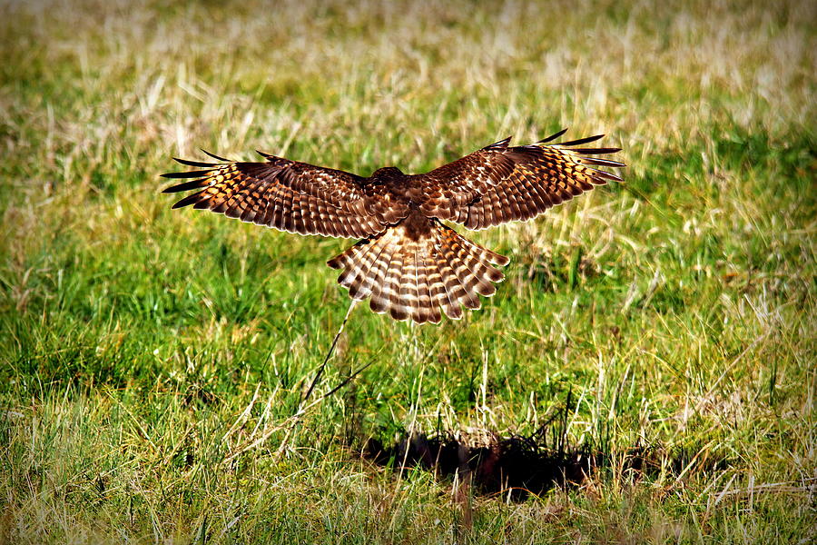 Predator Attack Red Shouldered Hawk Landing Photograph by Reid Callaway
