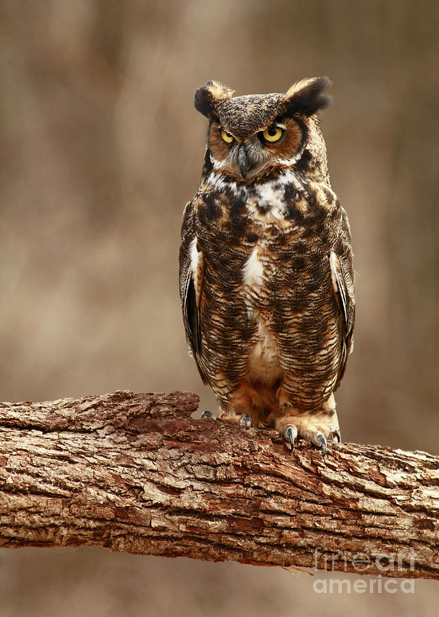 Predator in the Forest Photograph by Inspired Nature Photography Fine ...