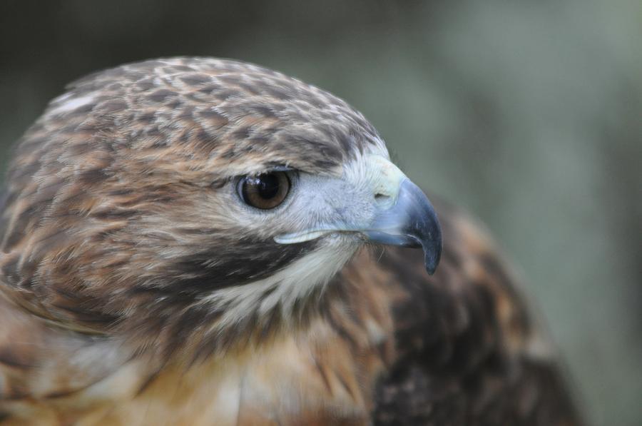 Hawk Photograph - Predator by Joan Kerns