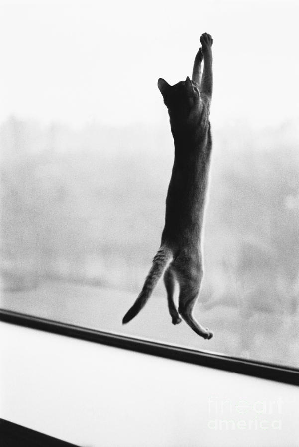 Animal Photograph - Predator Prey Cat Style by Joan Baron
