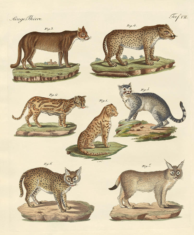 Mammal Drawing - Predators from all parts of the world by Splendid Art Prints