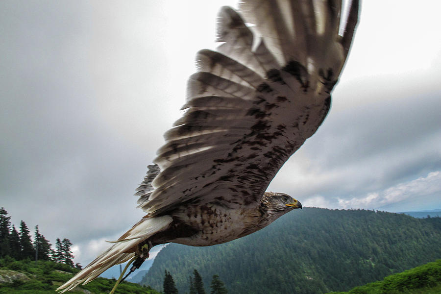 Predatory Bird In Flight Photograph by Tdubphoto