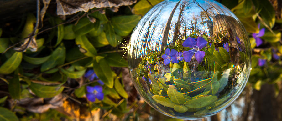 Predicting Spring Photograph by Joye Ardyn Durham