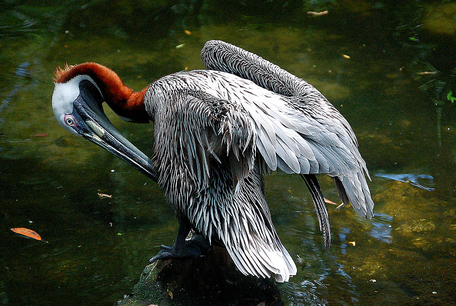 Preening Brown Pelican Photograph by Donna Proctor