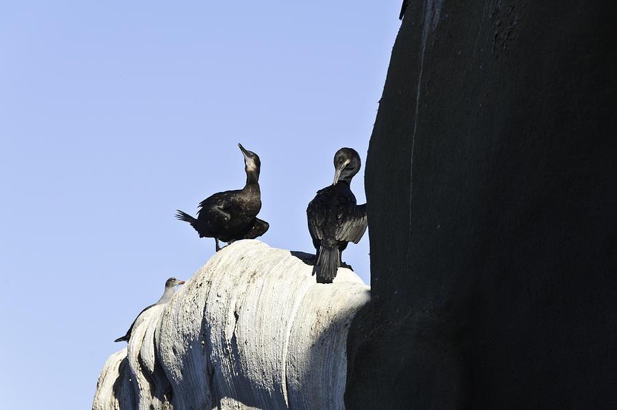 Preening Cormorants Photograph by Daniel Hebard