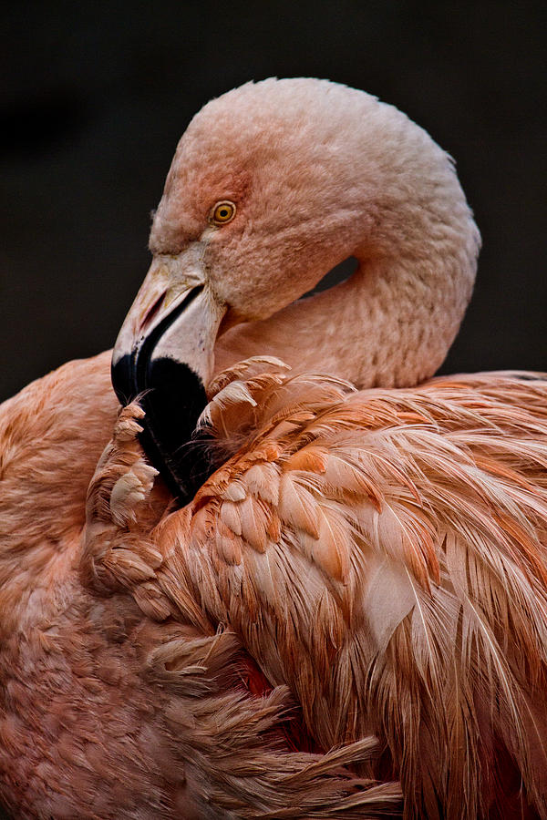 Preening Photograph by Wes and Dotty Weber
