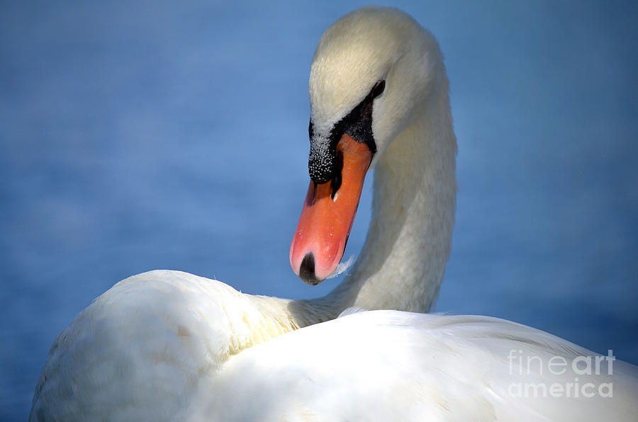 Swan Photograph - Preening by Deb Halloran