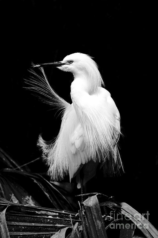 Egret Photograph - Preening Egret by Jayne Carney