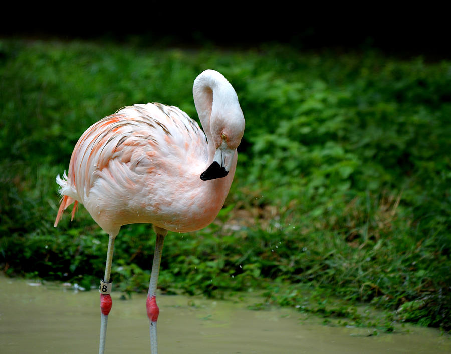 Preening Flamingo Photograph by Maggy Marsh