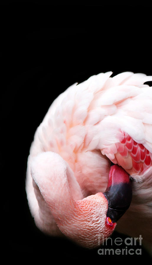 Preening Flamingo Photograph by Rebecca Cozart