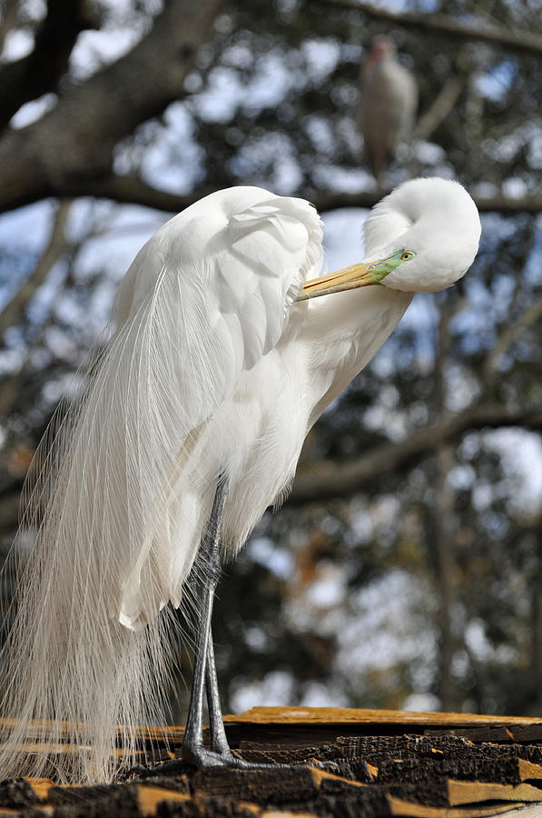 Preening Great Egret Photograph by Bruce Gourley
